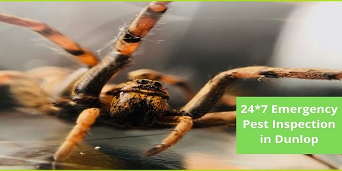 24*7 Emergency Pest Inspection
