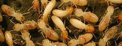 Termite Control Dunlop